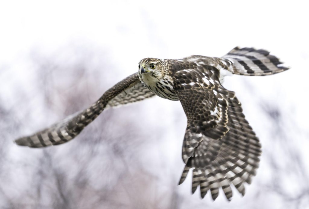 California's Wildlife